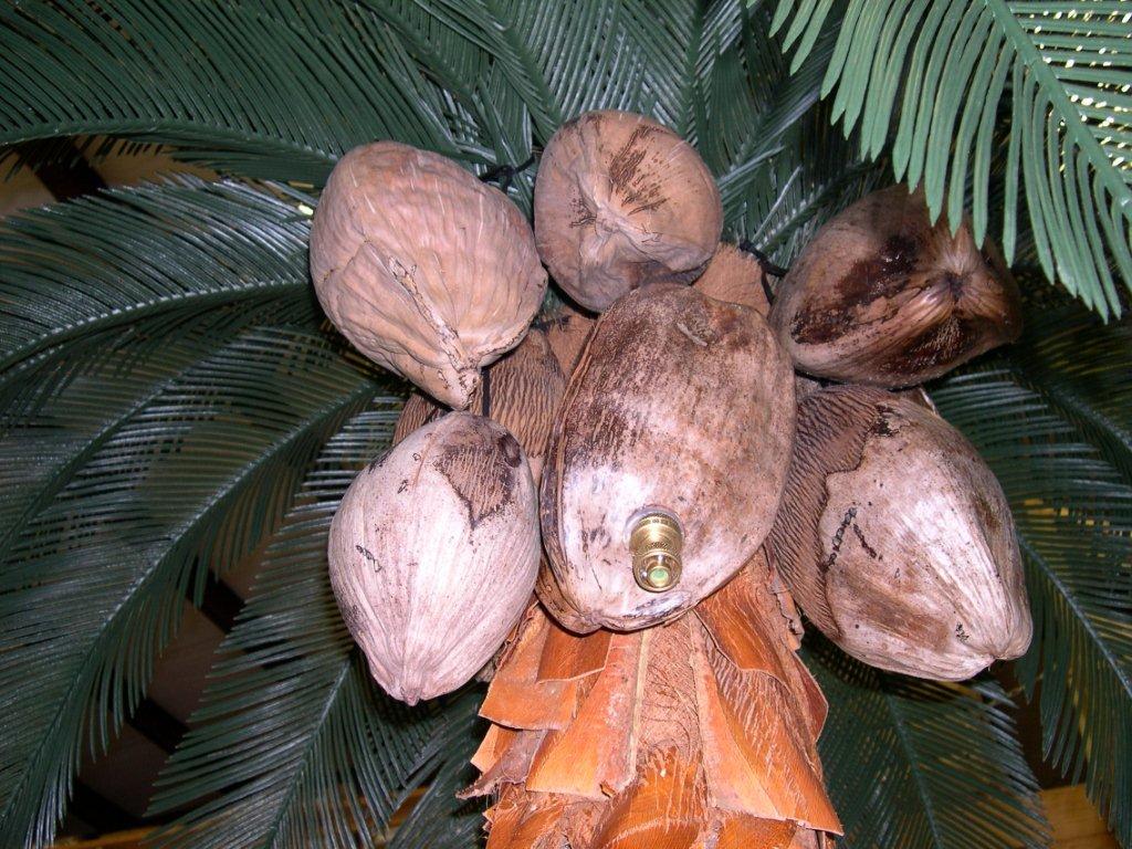 <h2>Shower Palm Tree</h2>
<p>WATER COMES RIGHT OUT OF THE COCONUT</p>
<p>There are 2 adjustments for water flow and amount of time the water will stay on.The push-button can be adjusted for 5 seconds up to 60 seconds with automatic shut off.It is set at 20 seconds.</p>
<p>The water spraying coconut can be adjusted to a fine mist or multiple types of spray patterns for showers.</p>
<p>It can also be adjusted to shoot a stream of water that will shoot about 50 feet high and acts like rain coming down. Adjusting to a water mist is popular with cooling down guests on hot days.</p>                                                                    